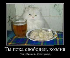 Обнаглевшие коты