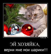 Новогодние Коты