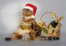 Шампанское увы не для котов
Под ёлку валерьянки положите
Да и бокал не для кошачьих ртов
Накапайте или хоть пробочку снимите.