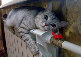 Эти животные знают, как не замерзнуть зимой