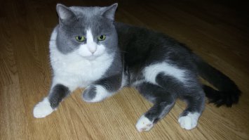 У меня тоже кот живёт, в подъезд 5 лет назад котёнком подбросили. Мы с дачи как раз приехали, а около двери серое маленькое чудо сидит. Принесли домой покормили, так до сих пор он у нас, теперь уже член семьи стал. А вот собственно и он.