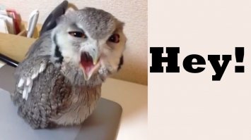 Животные, которые «взорвали» интернет в 2014 году