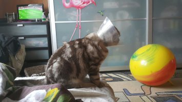 Мой кот после кастрации ищё и спутниковое ТВ принимает - футбол смотрю в отличном качестве