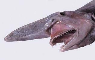 Погодите ка,а как же РЫБА-МРАЗЬ?РЫБА-МРАЗЬ.НАЗВАНИЕ ПРОИСХОДИТ ОТ КРАЙНЕ НЕГАТИВНОГО И БЕССОВЕСТНОГО ПОВЕДЕНИЯ ДАННОЙ ОСОБИ.РЫБА-МРАЗЬ ПОДПЛЫВАЕТ К НЫРЯЛЬЩИКУ СНИЗУ,И ОТКУСЫВАЕТ ВСЕ ТОРЧАЩИЕ ОРГАНЫ,ПОСЛЕ ЧЕГО С МЕРЗКИМ СМЕХОМ И НЕСКРЫВАЕМЫМ ЕХИДСТВОМ НЕМЕДЛЕННО РЕТИРУЕТСЯ С МЕСТА НАПАДЕНИЯ,ОСТАВЛЯЯ ШОКИРОВАННУЮ ЖЕРТВУ НАЕДИНЕ СО СВОИМ ГОРЕМ.А ОСТРЫЕ,КАК БРИТВА ЗУБЫ СЛУЖАТ ДЛЯ ПЕРЕТИРАНИЯ В ТРУХУ ОТКУСАННОГО ОРГАНА,ДАБЫ ИСКЛЮЧИТЬ ХОТЬ МАЛЕЙШУЮ ВОЗМОЖНОСТЬ ВОЗВРАЩЕНИЯ ОНОГО НА МЕСТО.РЫБА-МРАЗЬ ОБИТАЕТ В ГЛУБОКОВОДНЫХ ВОДОЕМАХ,КАК В ПРЕСНЫХ,ТАК И В СЛОЕНЫХ.РЫБА-МРАЗЬ ,ПО ПРИЗНАНИЮ ЕЕ ЖЕРТВ ЯВЛЯЕТСЯ САМЫМ СТРАШНЫМ И ПОДЛЫМ В МИРЕ МОРСКИМ СУЩЕСТВОМ.