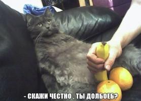 Мой хозяин идиот