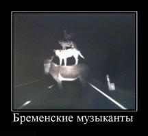 Везунчики на дорогах