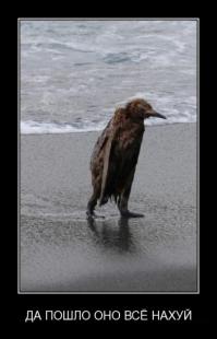 Забавные пляжные фотографии