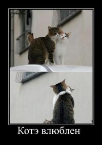 Животные, выражающие чувства гораздо романтичней людей 