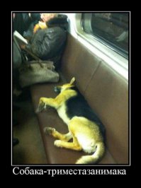 Доминируй, властвуй, унижай!