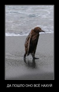 Самые богатые собаки в Instagram