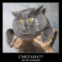 Любителям котов