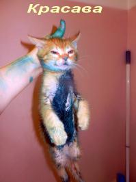 Забавные котики