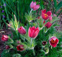 Это прострел обыкновенный, иначе сон-трава, семейство лютиковых. 
На мой взгляд, намного красивее подснежников :)