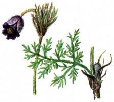 Это прострел обыкновенный, иначе сон-трава, семейство лютиковых. 
На мой взгляд, намного красивее подснежников :)