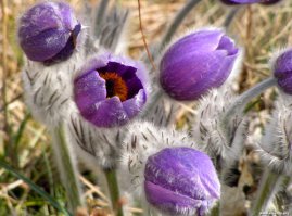 Это прострел обыкновенный, иначе сон-трава, семейство лютиковых. 
На мой взгляд, намного красивее подснежников :)
