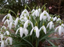Если не ошибаюсь, в подмосковных лесах галантус - редкий гость. Сейчас чаще всего окультуренные подснежники можно Встретить на клумбах или в садах-огородах. И, да, они в основном белые. Кстати, в отличие от сон-травы, они относятся к луковичным (семейство амариллисовые).