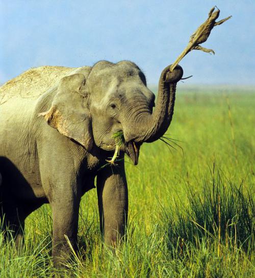 Индийский слон держит в хоботе варана, раскачивая бедняжку, словно на качелях. Несчастной ящерице по-крупному не повезло: слон таскал его за хвост несколько дней, не выпуская из хобота. У варана не было никаких шансов спастись от слона, который словно смёл его с земли своим мощным хоботом. Не смотря на отчаянное сопротивление рептилии, слон таскал её за собой повсюду, время от времени крутя и вращая. В конце концов коварный гигант случайно опустил свою жертву на землю, очевидно, заметив какую-то новую игрушку. Тут-то варан и дал дёру. Этот кадр был сделан Джагдипом Раджпутом во время поездки по национальному парку Корбетт в Индии.