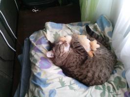 Любительские фото кошек и собак