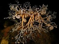 Офиура "Голова Горгоны". Очень редкое живое существо, носящее имя мифического персонажа. Это крупная офиура, родственница морских звёзд, у которой лучи многократно ветвятся, образуя в расправленном состоянии эдакую ловчую сеть, благодаря которой животное вылавливает планктон, приносимый течениями.

Красавица!