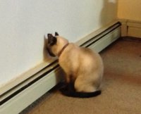 В оставшиеся 30% времени