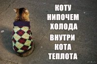 Какую пользу может принести кот