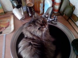Родительский кот Босс. Пьет исключительно только из крана