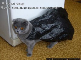 Новый гость в семье