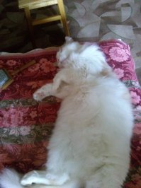 А мой найденыш прожил с нами 15 лет и 09.04.2015 умер у меня на руках от старости. Внесу немного негатива в этот хороший пост. Ветеринары, как только котику поплохело, видели, что он не жилец, но упорно качали с меня деньги. В заключении сказали что почки уже отказали и зараза в крови неизлечимая. Так и умер на руках в 3 дня...