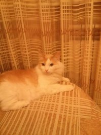 А мой найденыш прожил с нами 15 лет и 09.04.2015 умер у меня на руках от старости. Внесу немного негатива в этот хороший пост. Ветеринары, как только котику поплохело, видели, что он не жилец, но упорно качали с меня деньги. В заключении сказали что почки уже отказали и зараза в крови неизлечимая. Так и умер на руках в 3 дня...