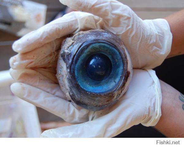 Глаз рыбы - меч,найденный на пляже Флориды
