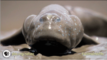 Страшная зверюга=)