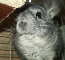 У меня похожая история. Я своей шиншилле за кормом поехал (10 мин пешком) Та ж ситуация,выезжал от рыночка и поймал деда на Таврии. Короче купил кОрму.. Холод цобачий,гаи 2 часа ждал,пока АКБ не сдох,куча нервотрепки,ну как обычно бывает.Так еще мелкий "бонус" гаец ушлым оказался и срисовал что у меня сзади резина разная.. Пришлось на лапу дать чтоб не писал=)  Вот сам мышь=)