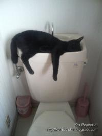 25 самых странных поз, в которых спят коты