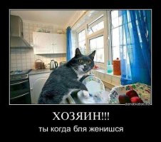 Злюки-коты 
