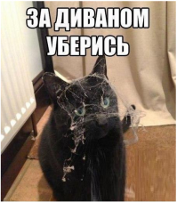 Злюки-коты 