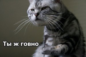 Коты встречают хозяев после службы в армии