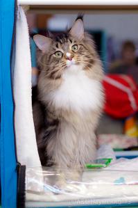 Лююююбит меня котя)))