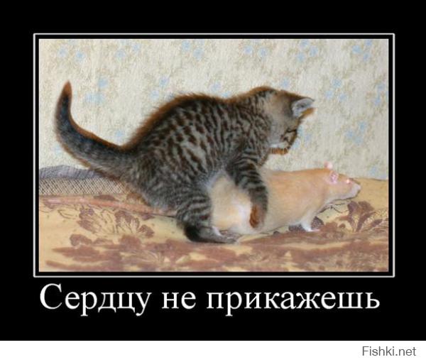 Лучшие фотографии кошек всех времен и народов