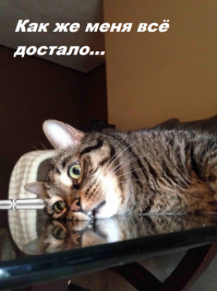 Смешные коты с языками наружу