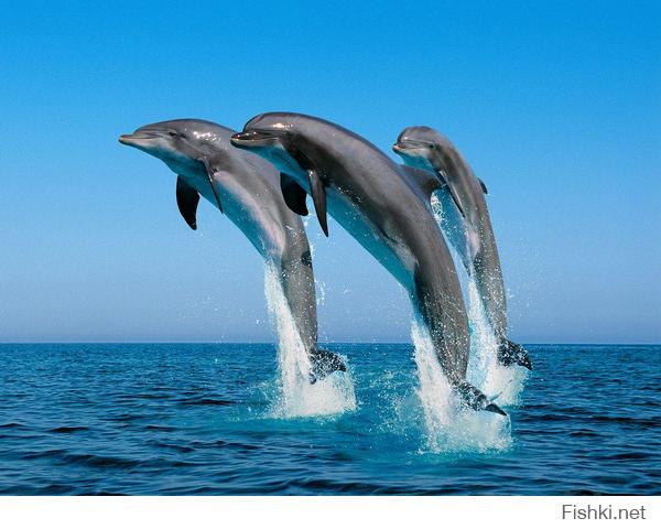  Интересные факты о дельфинах