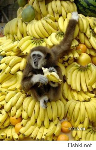 А где бананы в рационе Обамки?
