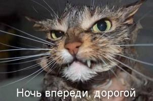 Шутки над котиками