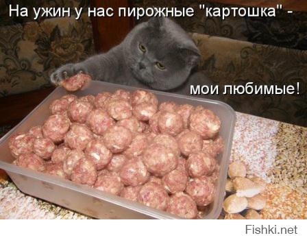 Коты, которых поймали на горячем