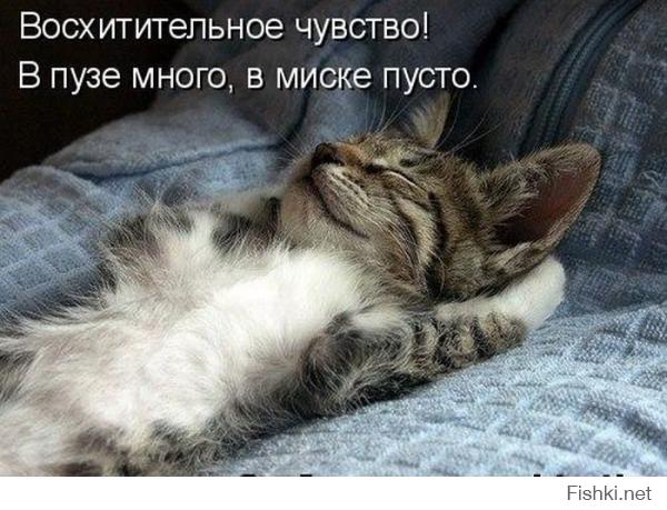 Коты, которых поймали на горячем