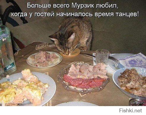 Коты, которых поймали на горячем