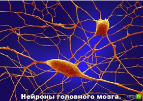 Микромир через микроскоп