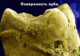 Микромир через микроскоп