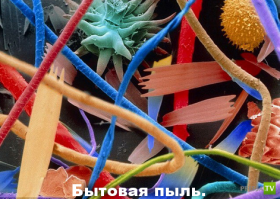 Микромир через микроскоп