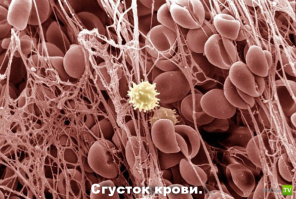 Микромир через микроскоп