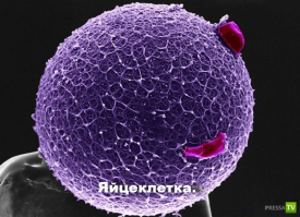 Микромир через микроскоп